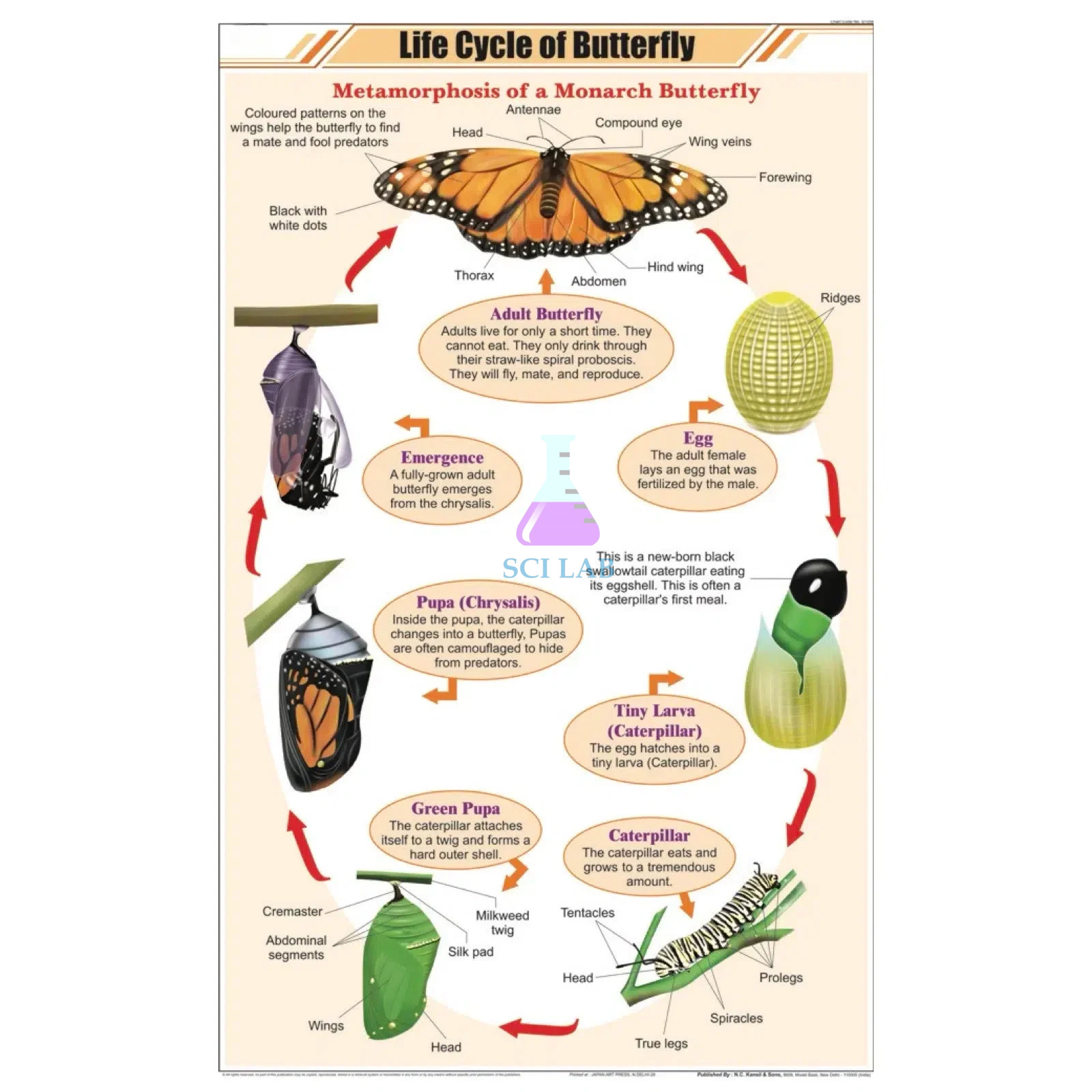 Butterfly Life Cycle Educational Chart